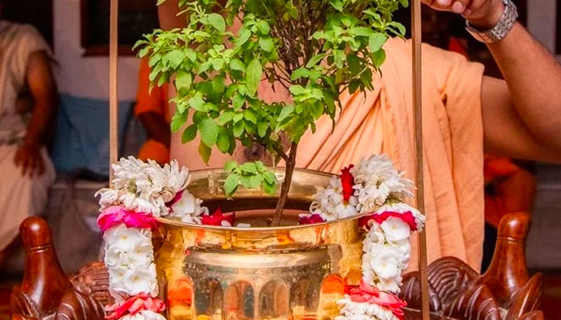 Tulasi worship